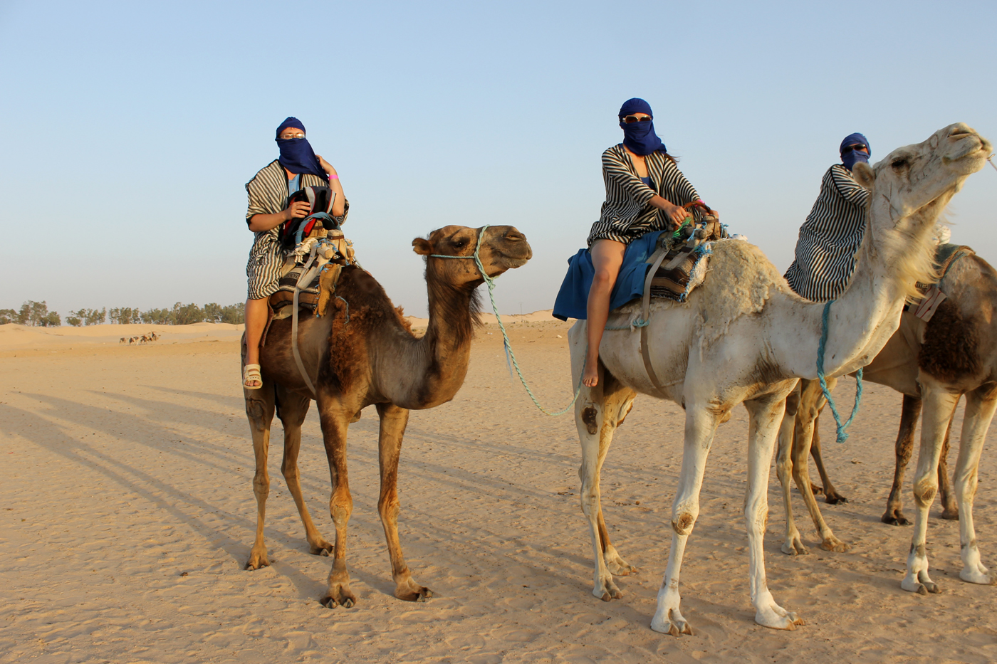 верблюды пустыня и люди
